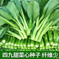 廣東四九菜心種子四季速生青菜白菜苔種籽大全春秋蔬菜種孑子大全